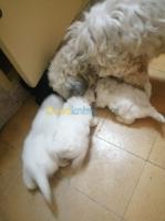 alger-centre-algerie-chien-chiot-caniche-bichon