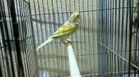 canaris jaspe SD DD
