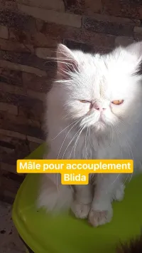 Male persan pour accouplement 
