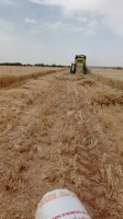 terrain-agricole-vente-djelfa-ain-oussara-algerie