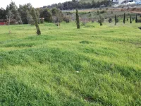 Vente Terrain Alger El achour