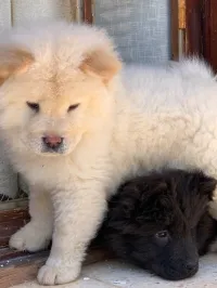 Chow-chow top qualité 