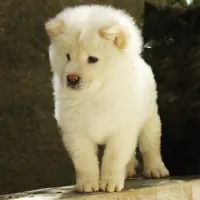 MaL chow-chow top qualité 