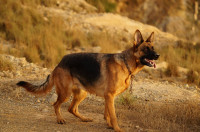 chien-berger-allemand-pedigree-ain-benian-alger-algerie