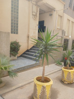 appartement-vente-alger-el-achour-algerie