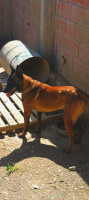 chien-malinois-mal-a-vendre-makouda-tizi-ouzou-algerie