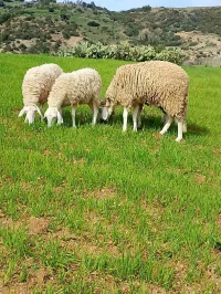 Mouton أغنام