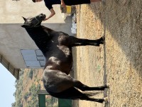 خيول-cheval-jument-تيبازة-الجزائر
