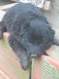 Chiots berger Noire