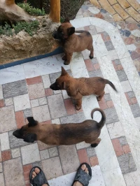 Malinois charbonnier pure race des chiots 