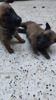 chien-malinois-ouled-moussa-boumerdes-algerie