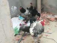 حيوانات-المزرعة-دجاج-الكاليتوس-الجزائر