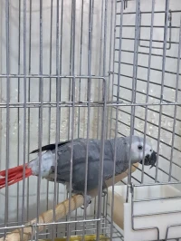 Perroquet guaboner