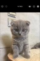 chat-scottish-fold-femelle-alger-centre-algerie