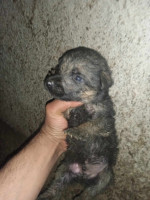 chien-chiot-berger-allemand-bouzareah-alger-algerie