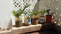 VEND PETITS CYCAS + AGES AVEC TRONC