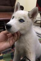 chien-husky-male-2-mois-et-demi-bordj-ghedir-bou-arreridj-algerie