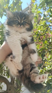 cats-chat-persan-kolea-tipaza-algeria