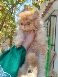 Chaton persan 