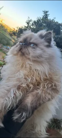 Chat himalayen peki face