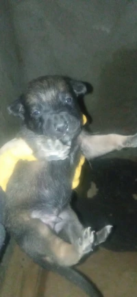 Malinois charbonnier magnifique