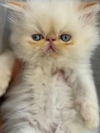 Chaton persan