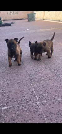 Chiot malinois 