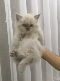 Chatons persan himalayenne pure race 