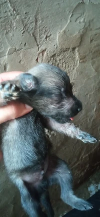 Chiots malinois charbonnier pure sang 