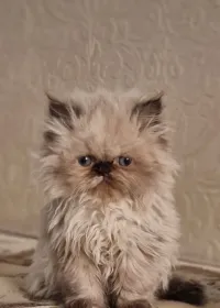 Chat persan قط بيرسون 