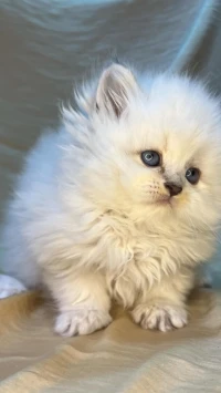 Chat persan race pure / chien disponible 