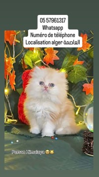 قطة-chat-persan-himalya-قط-بيرسون-هيمالايا-برج-البحري-الجزائر