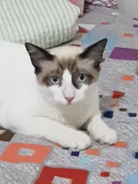 2 Chats a donner 
