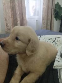 كلاب-je-mets-en-vente-chiot-male-pur-race-golden-retraiver-agee-dun-mois-si-vous-etes-interesse-contacter-moi-sur-ce-numero-القليعة-تيبازة-الجزائر