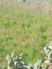 أرض-فلاحية-بيع-الجزائر-سطاوالي