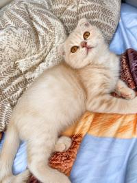 قطة-mal-scottish-fold-creme-3-mois-بئر-توتة-الجزائر