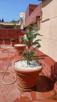Location Appartement F7 Alger Hydra