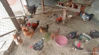Les poules et coqs kabyle 