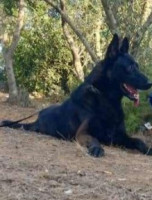 chien-chiot-malinois-dely-brahim-alger-algerie