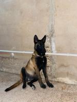 chien-une-chienne-de-berger-malinois-berrouaghia-medea-algerie