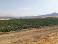 terrain-agricole-vente-ain-defla-oued-djemaa-algerie