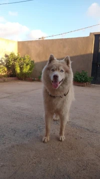 Husky