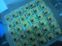 بومرداس-الجزائر-توريد-الطعام-و-حلويات-gateaux