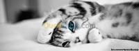 algiers-ain-naadja-algeria-schools-training-education