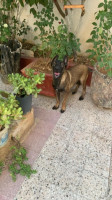 chien-malinois-male-blida-algerie