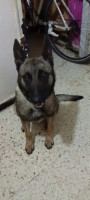 chien-malinoi-female-6-mois-ouled-moussa-boumerdes-algerie