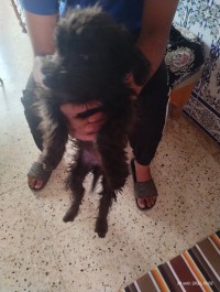 كلاب-bichon-سبدو-تلمسان-الجزائر