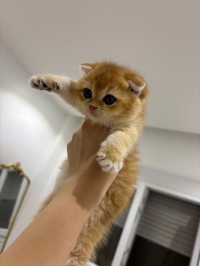 قطط-chaton-scottish-fold-عين-بنيان-الجزائر