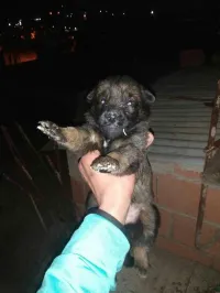 Chiots malinois 