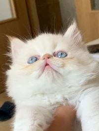 Persans piky face